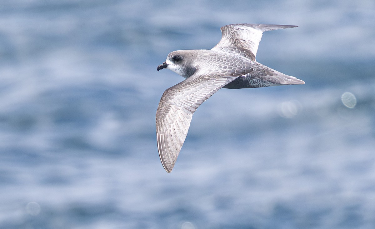 Mottled Petrel - ML638755280