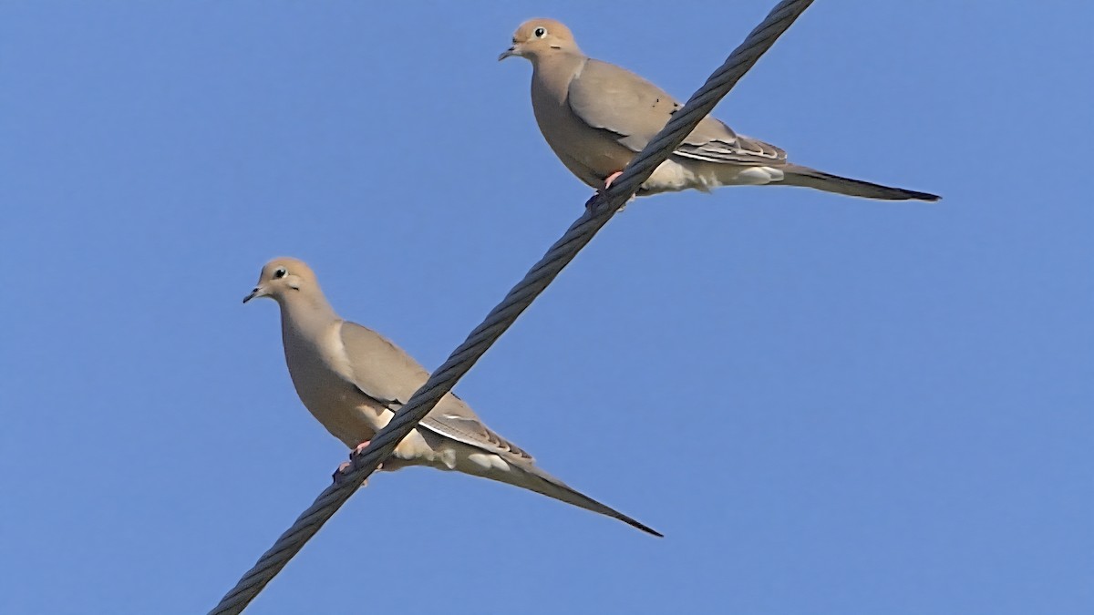 Mourning Dove - ML638755283