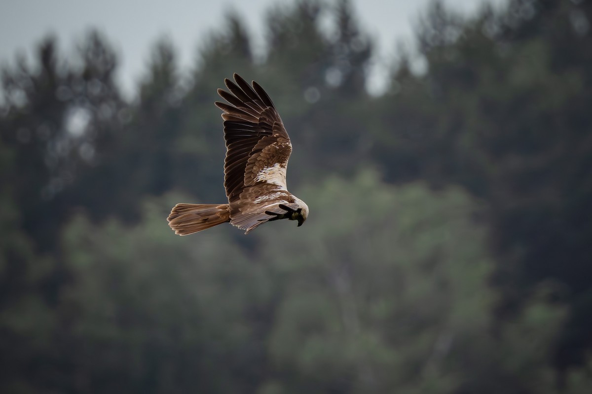 Western Marsh Harrier - ML638755284