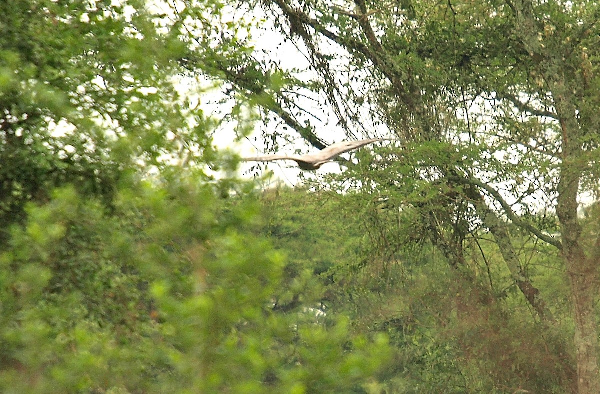 Black-chested Snake-Eagle - ML638755285