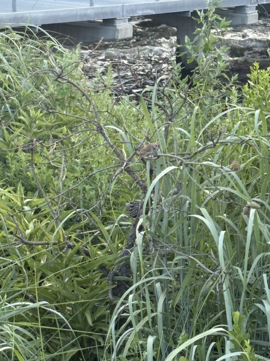 Song Sparrow - ML638755286