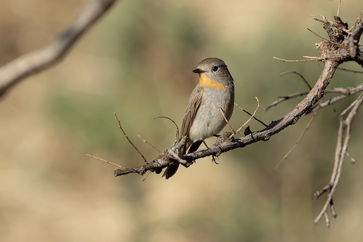 Taiga Flycatcher - ML638755289
