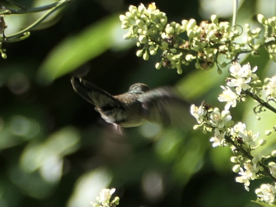 White-chinned Sapphire - ML638755295