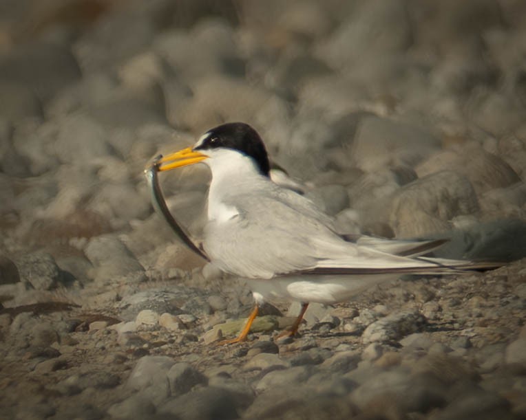 Least Tern - ML638755300