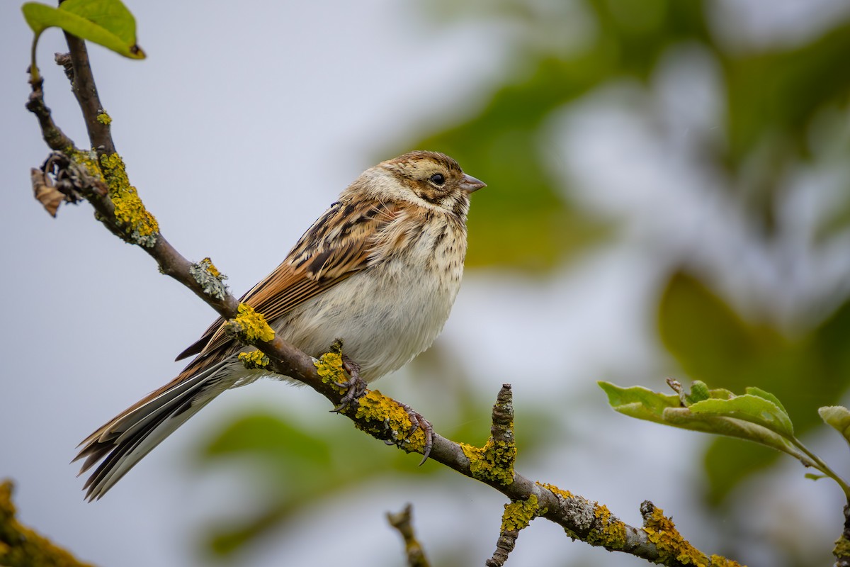 Reed Bunting - ML638755304