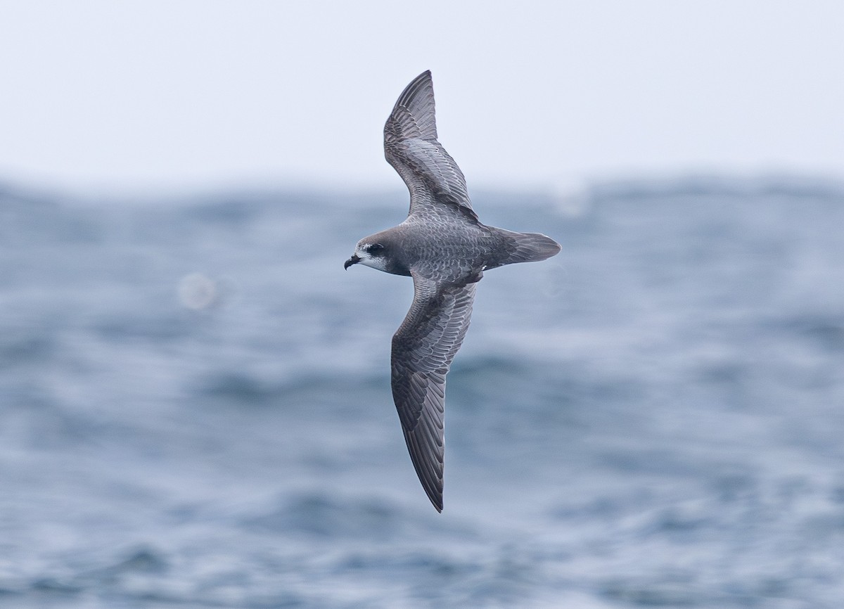 Mottled Petrel - ML638755306