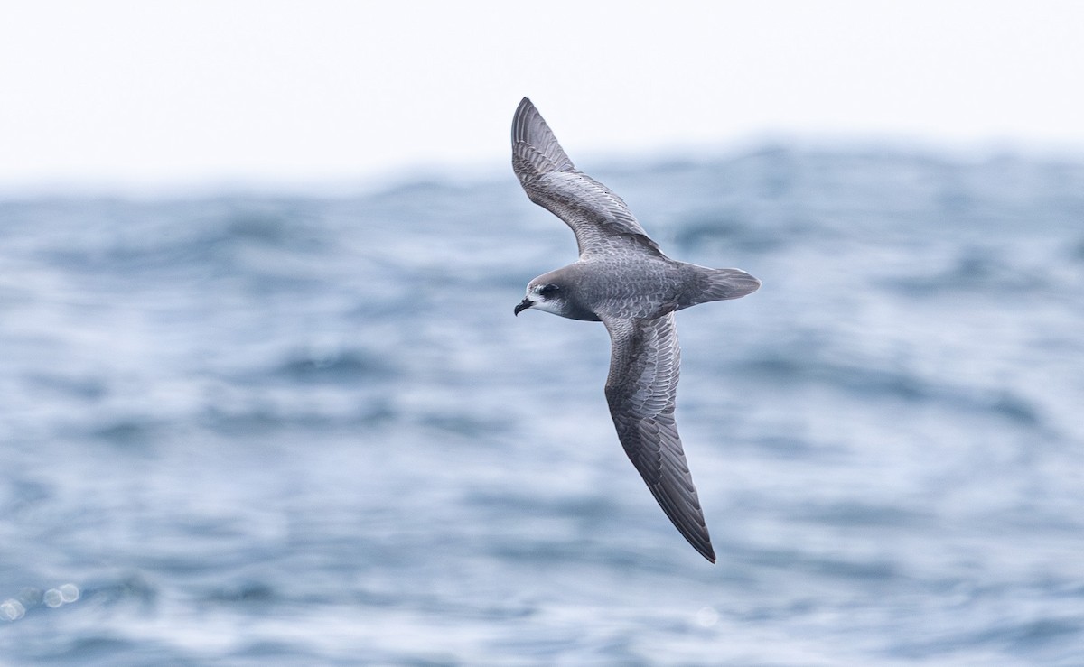 Mottled Petrel - ML638755307