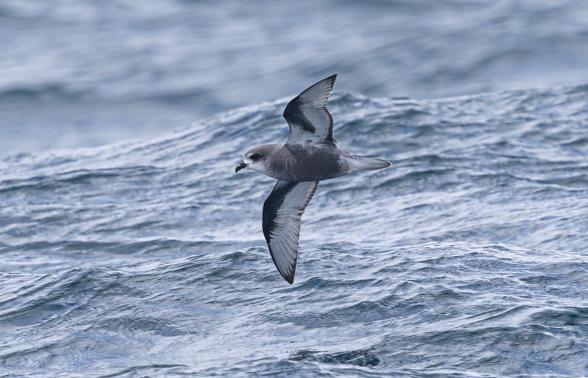 Mottled Petrel - ML638755308