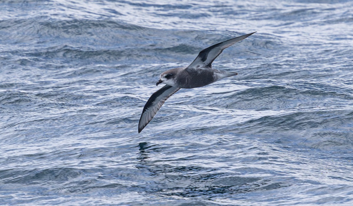 Mottled Petrel - ML638755309