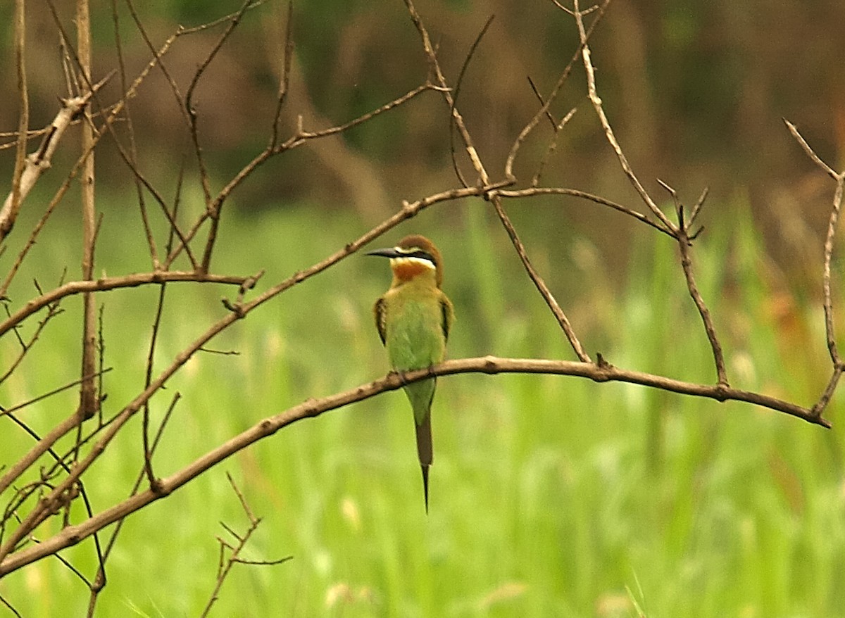 Olive Bee-eater - ML638755311