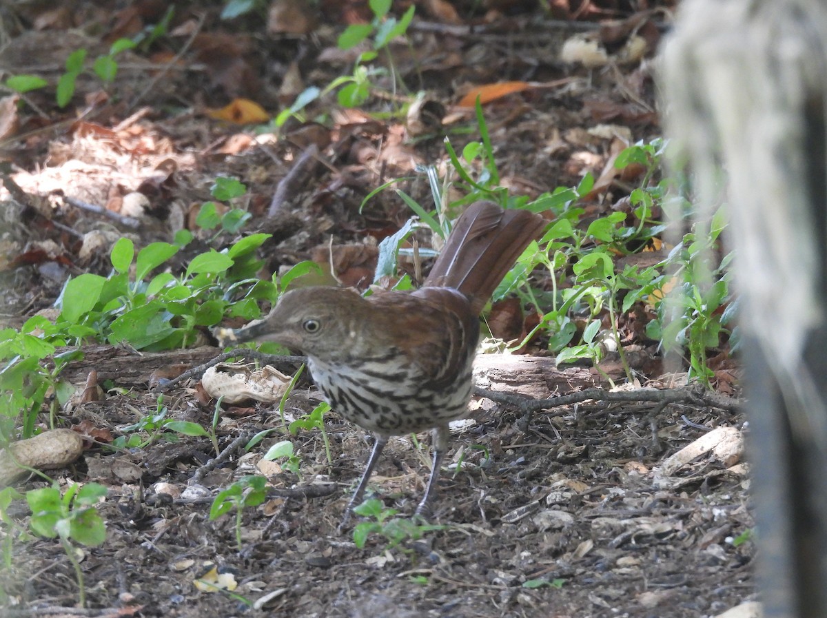 Brown Thrasher - ML638755318