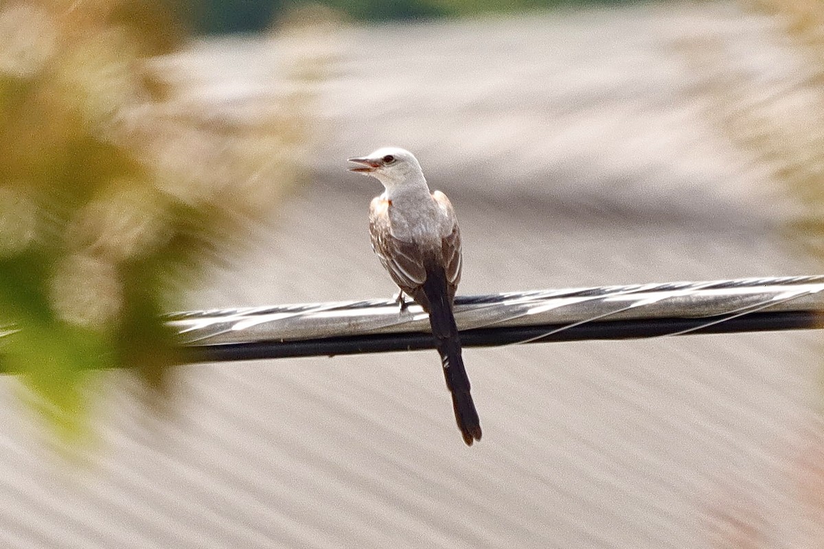 Scissor-tailed Flycatcher - ML638755321