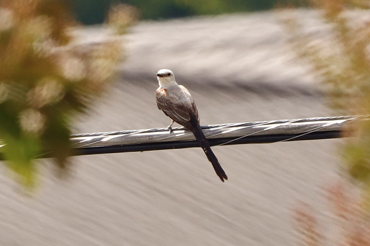 Scissor-tailed Flycatcher - ML638755322