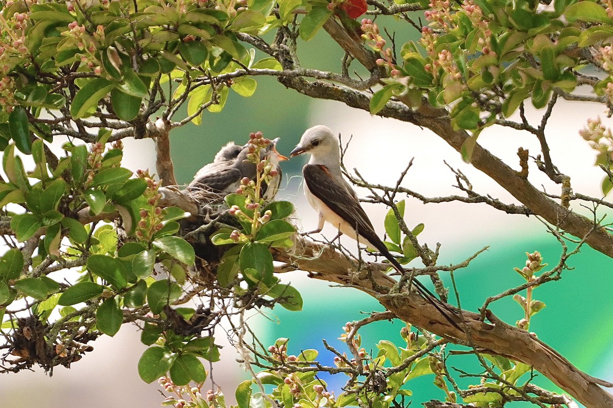 Scissor-tailed Flycatcher - ML638755323