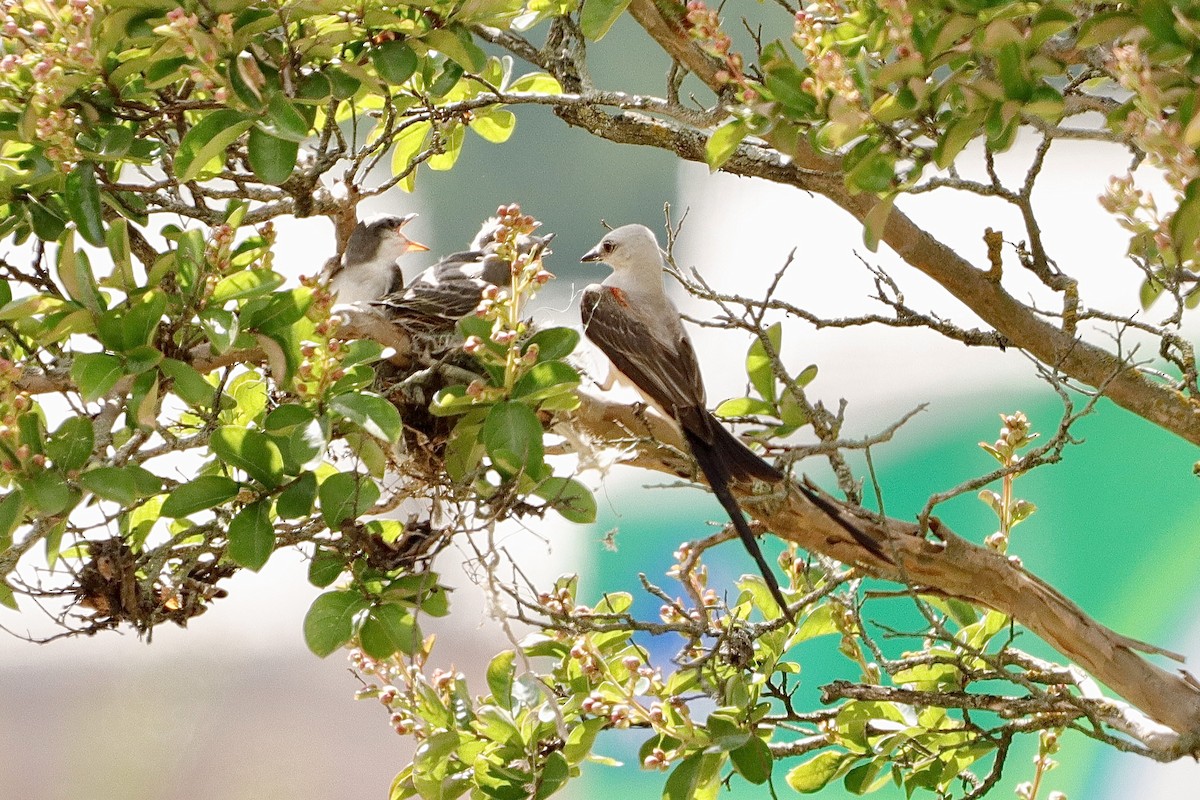 Scissor-tailed Flycatcher - ML638755324