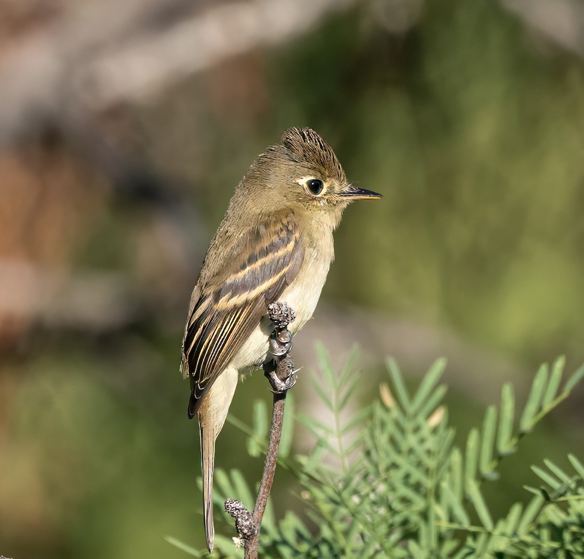 Western Flycatcher - ML638755325