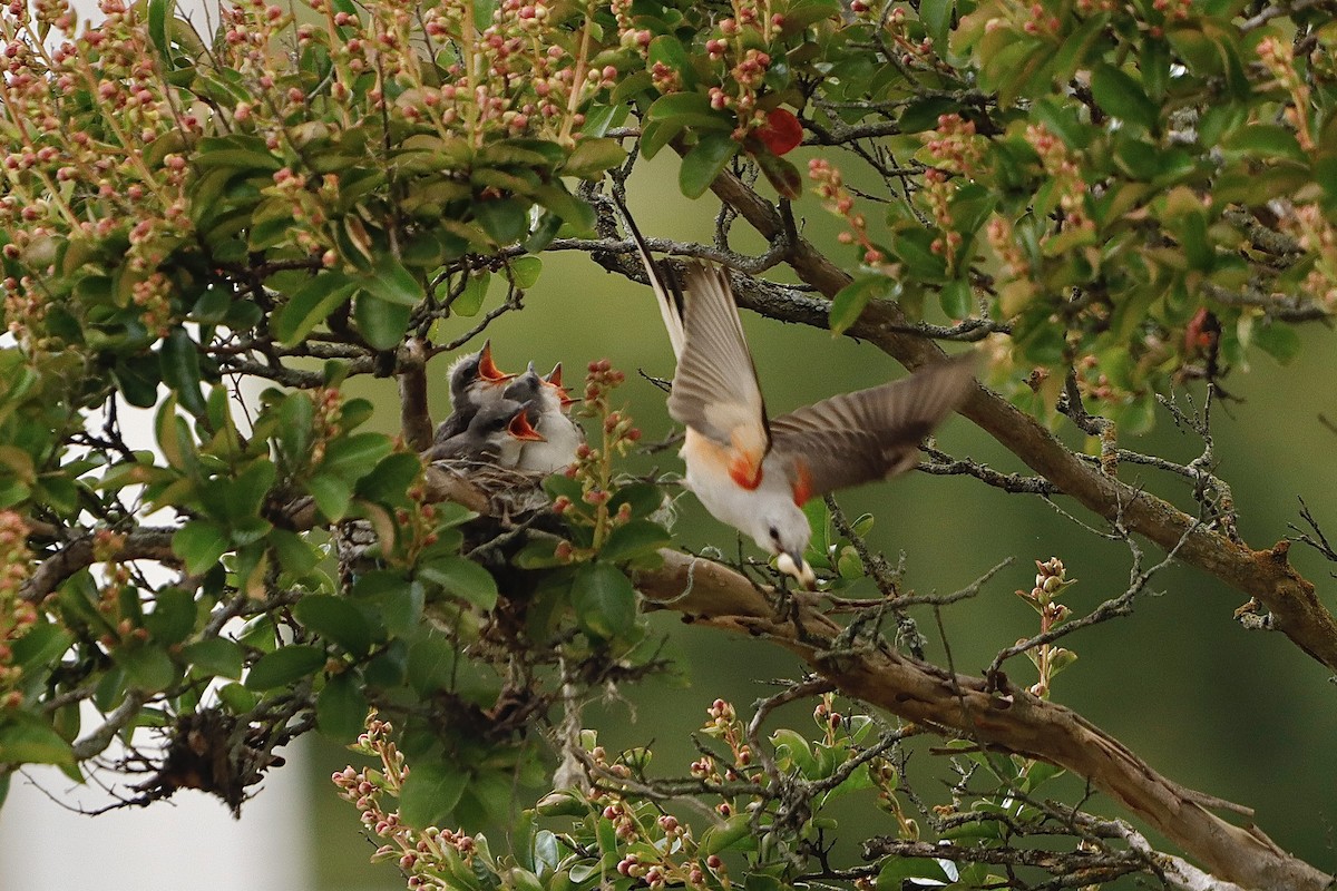 Scissor-tailed Flycatcher - ML638755328