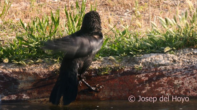 Eurasian Jackdaw - ML638755336