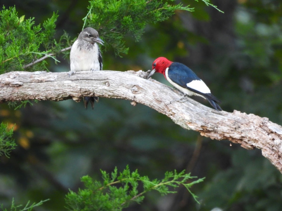 Red-headed Woodpecker - ML638755369