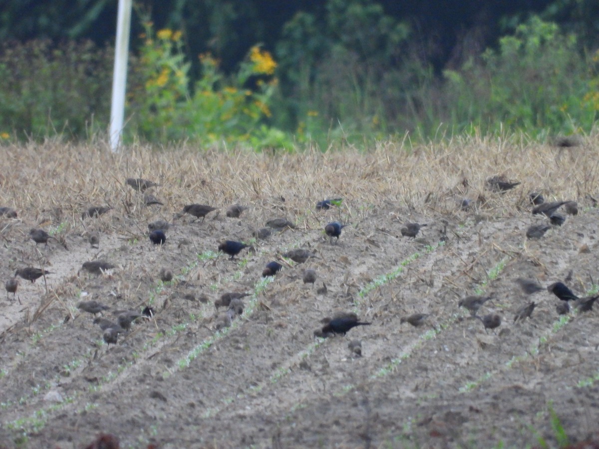 Brown-headed Cowbird - ML638755370