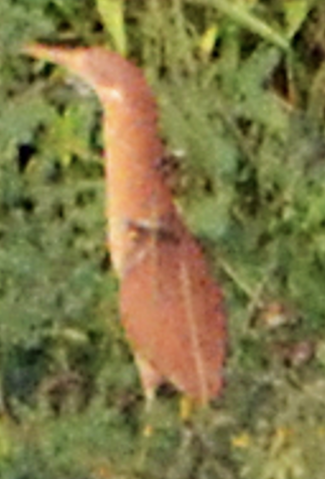 bukáček skořicový - ML638755382
