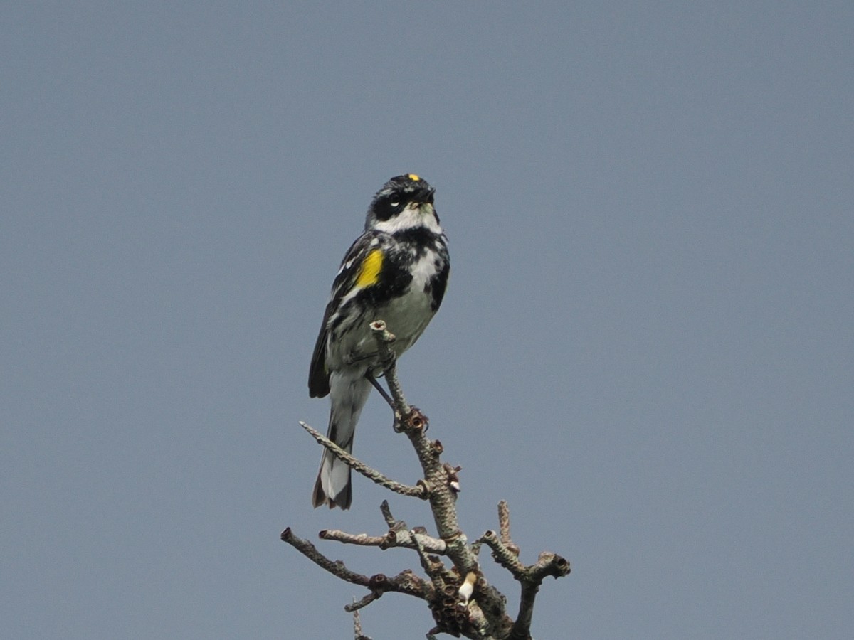 lesňáček žlutoskvrnný (ssp. coronata) - ML638755401
