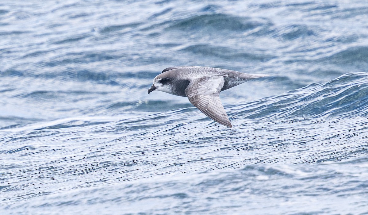 Mottled Petrel - ML638755407