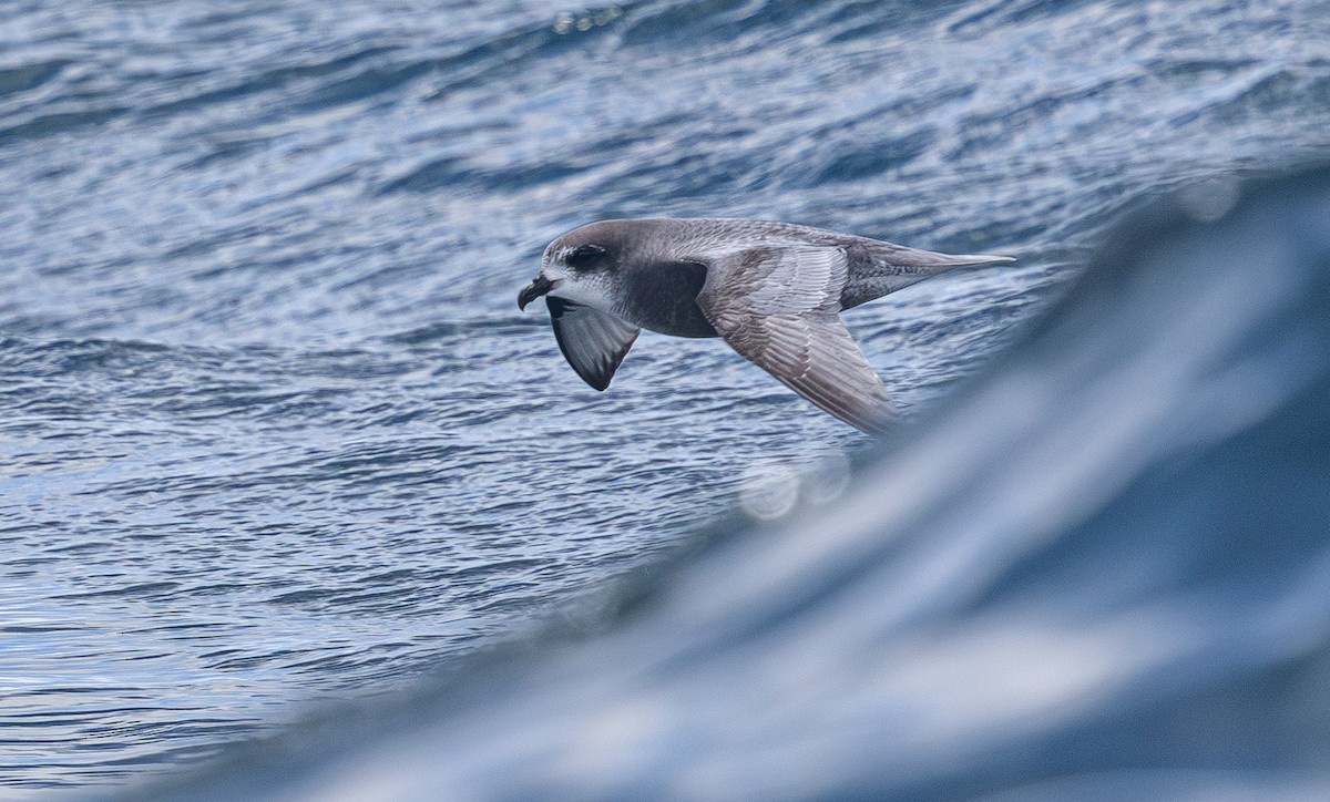 Mottled Petrel - ML638755408