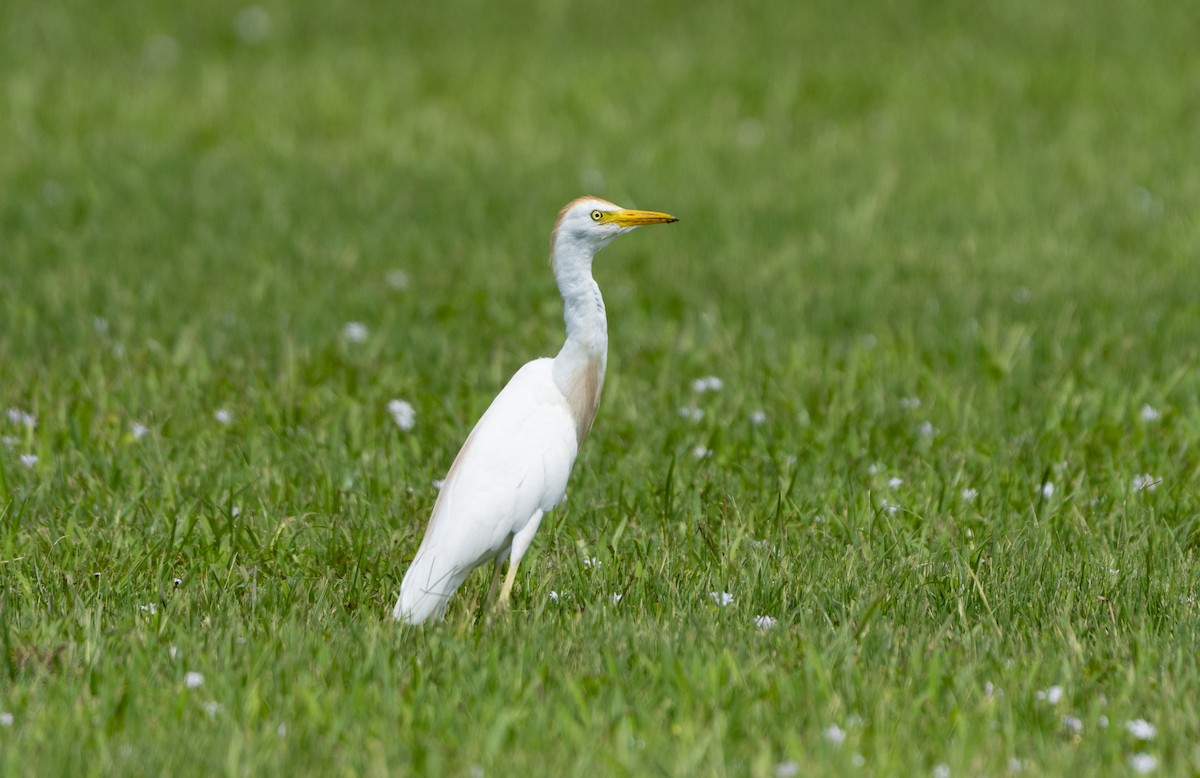 ニシアマサギ - ML638755419