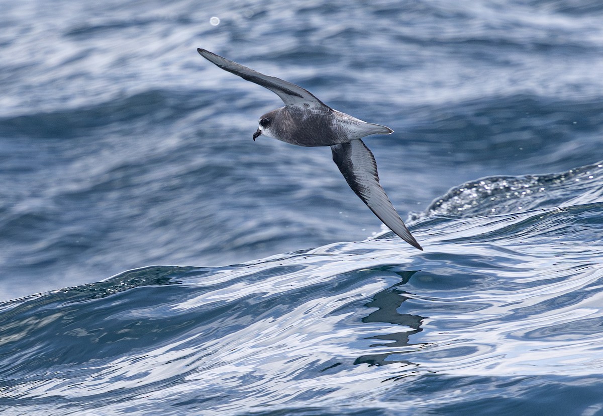 Mottled Petrel - ML638755432