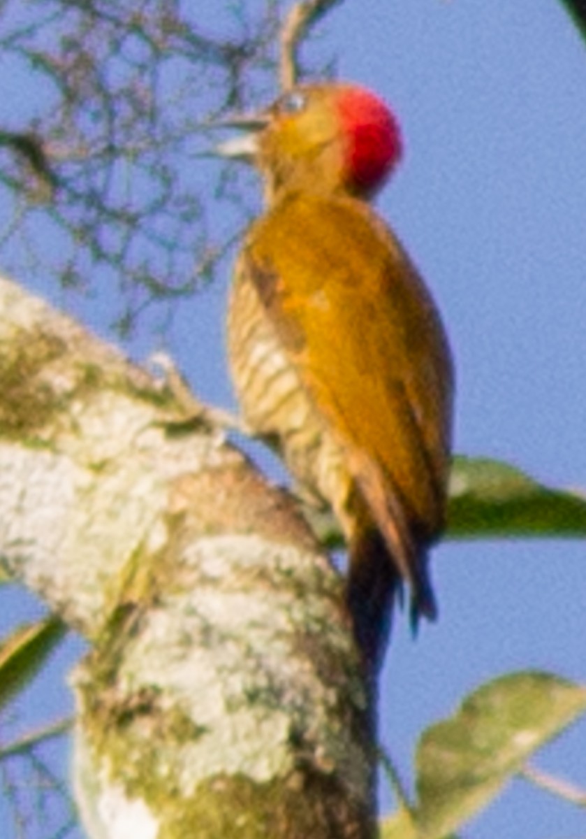 Pic à ailes rousses - ML638755438