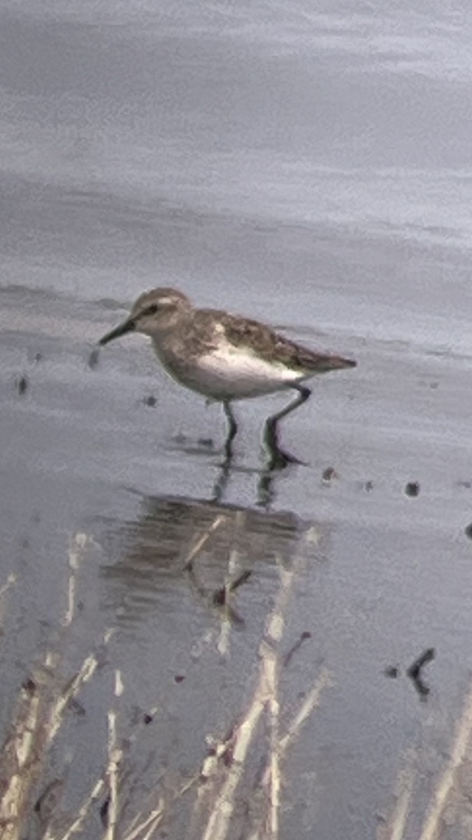 Semipalmated Sandpiper - ML638755439