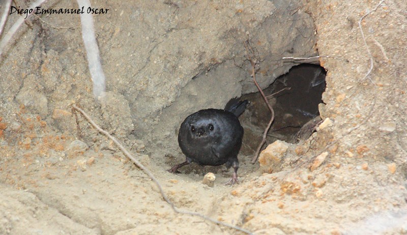 Magellanic Tapaculo - ML638755443
