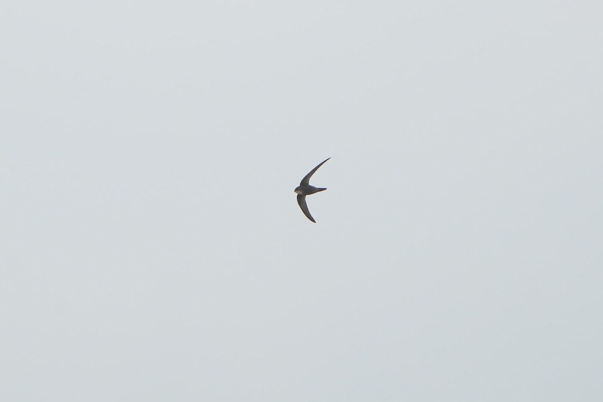 アマツバメ - ML638755472