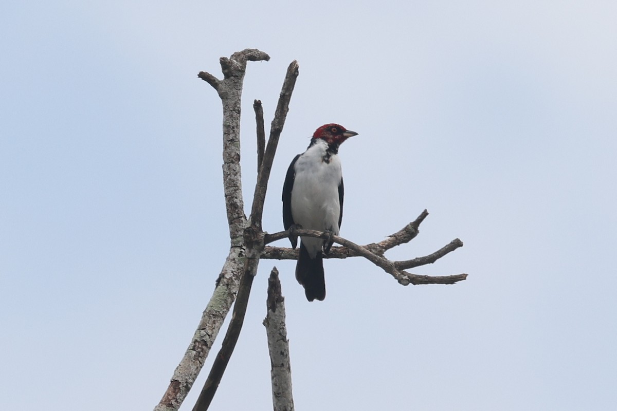 ノドグロコウカンチョウ - ML638755476