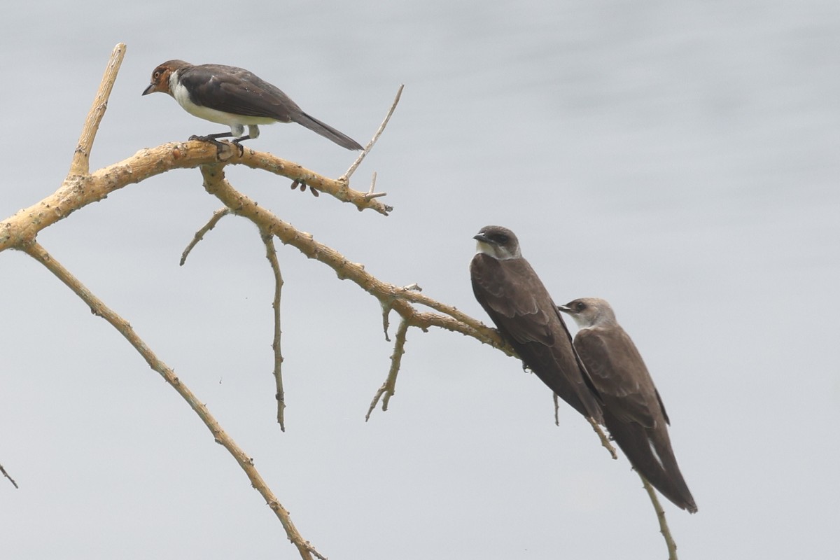 ノドグロコウカンチョウ - ML638755477