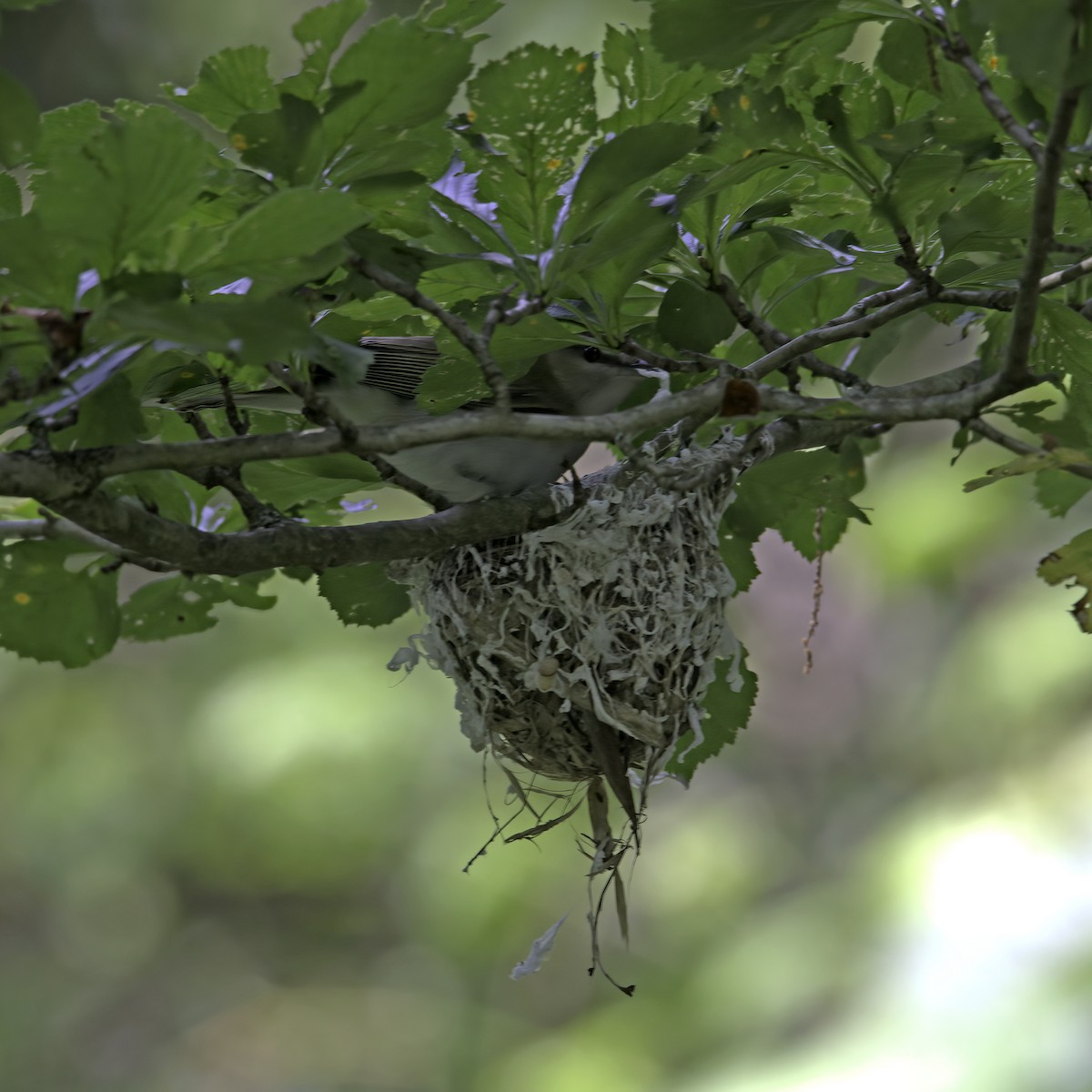 Red-eyed Vireo - ML638755525