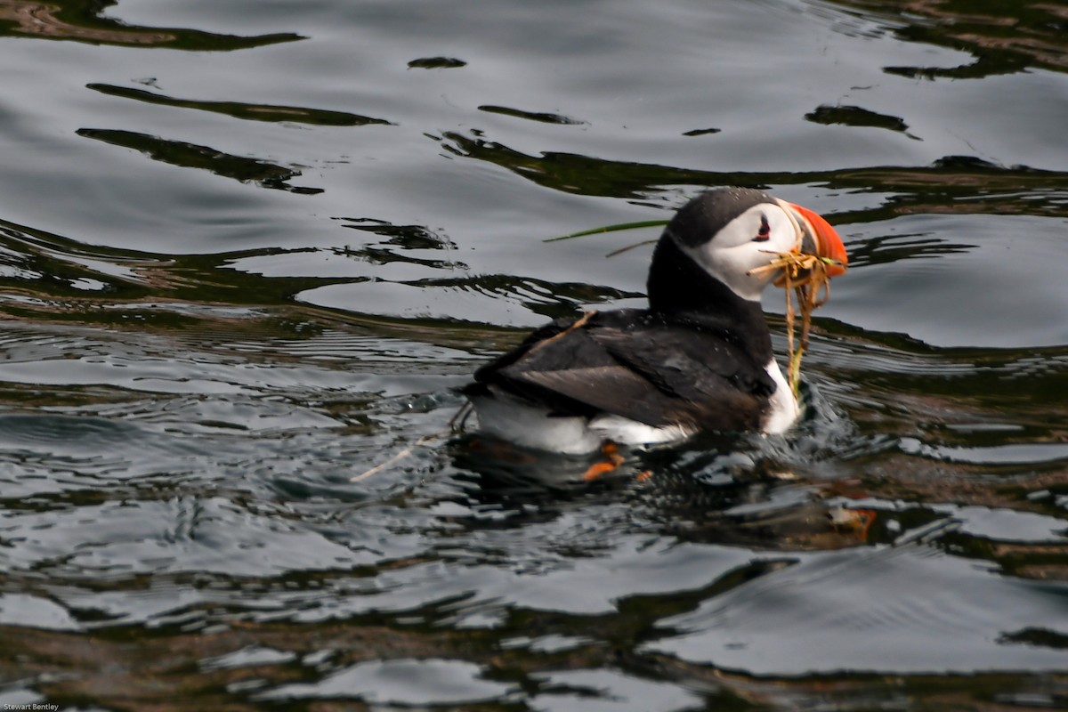 Atlantic Puffin - ML638755527