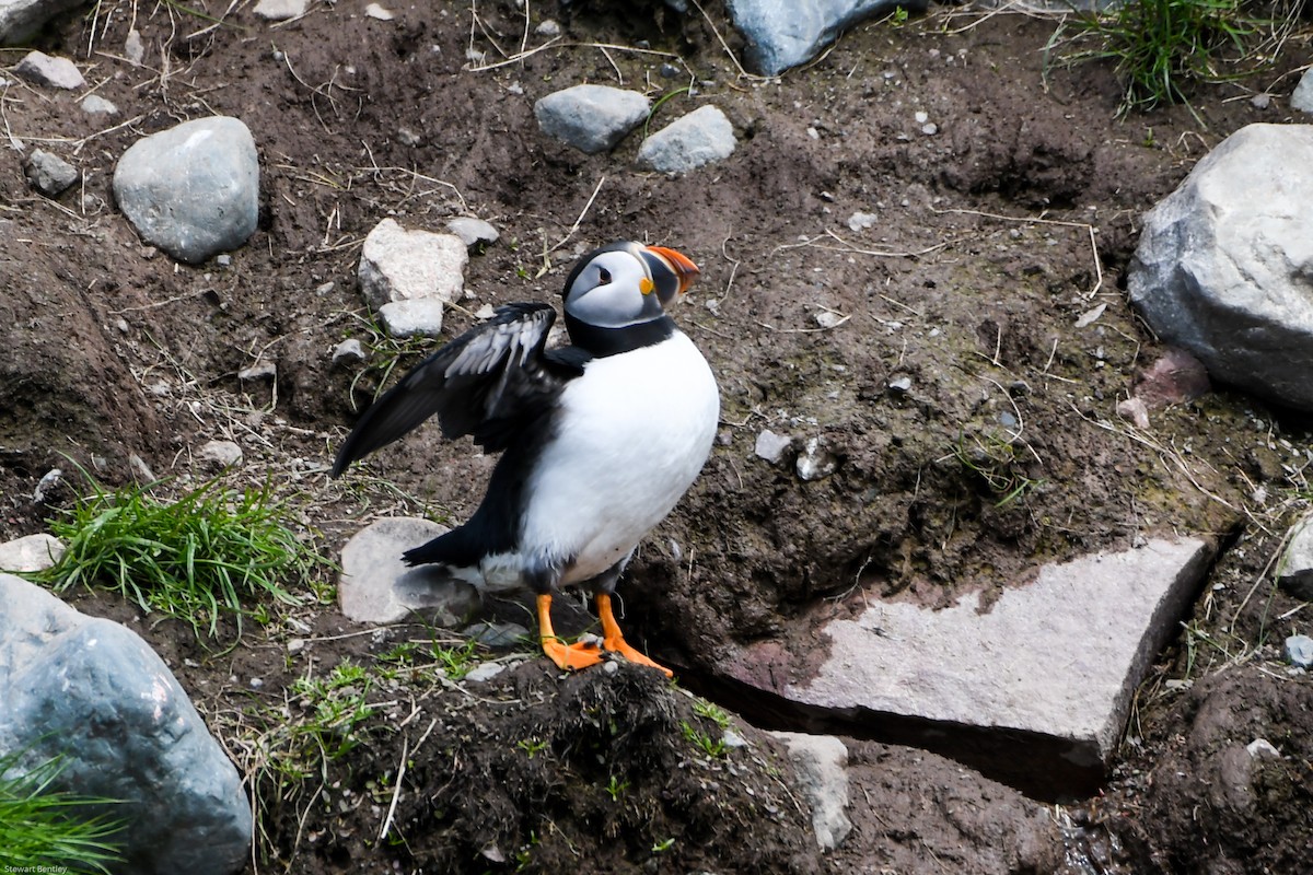 Atlantic Puffin - ML638755533