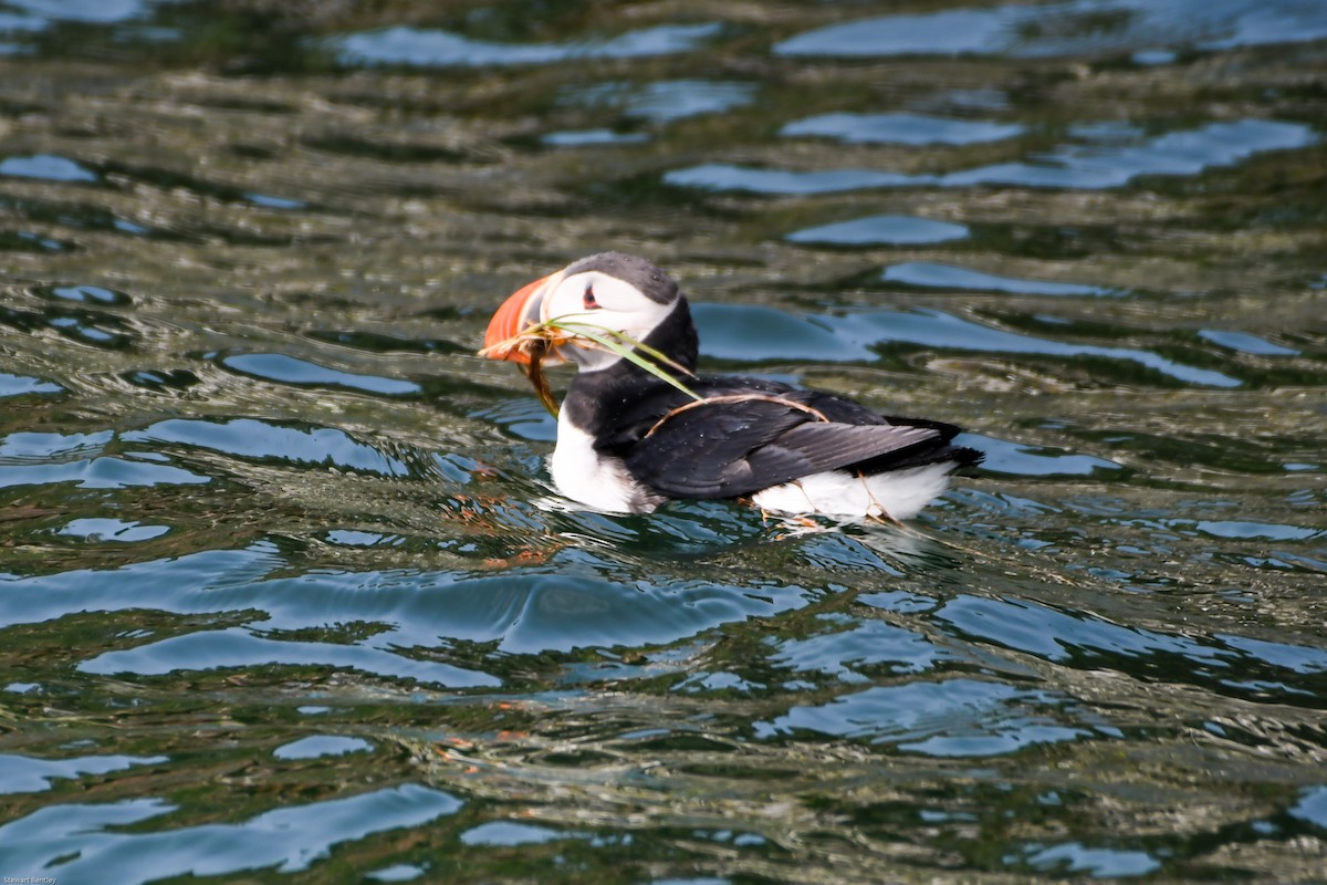 Atlantic Puffin - ML638755534