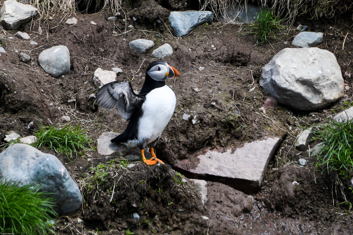 Atlantic Puffin - ML638755535