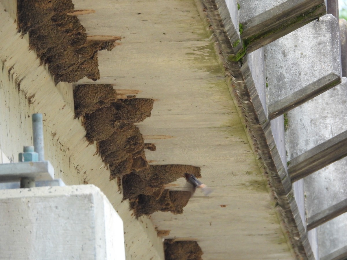 Cliff Swallow - ML638755537