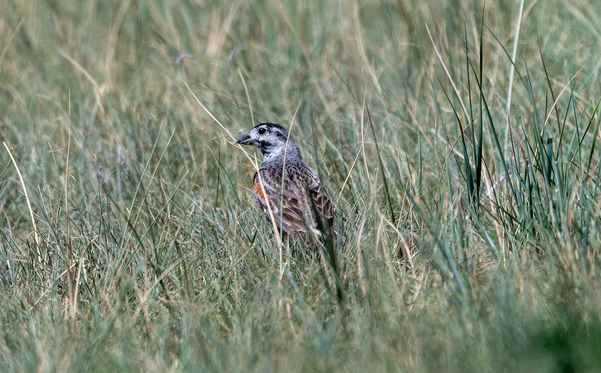 Thick-billed Longspur - ML638755561