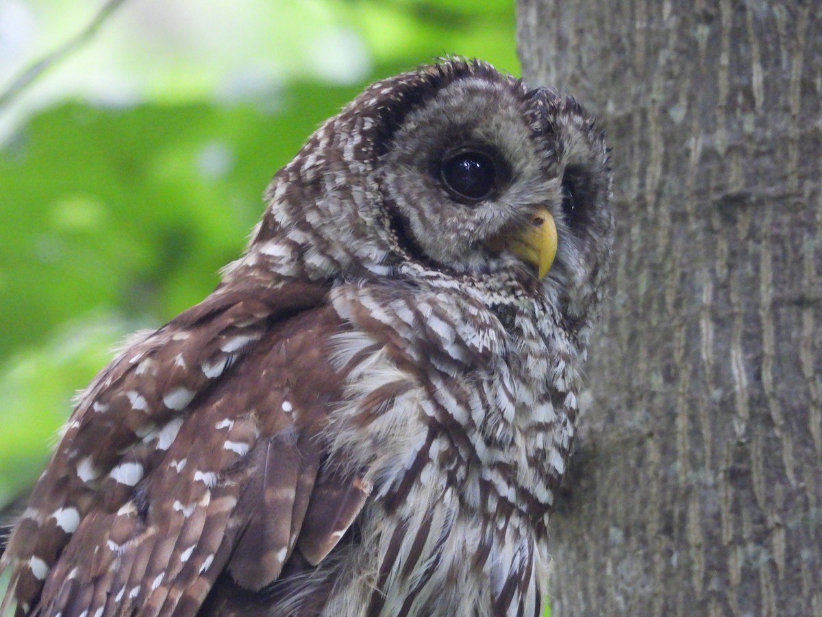 Barred Owl - ML638755572