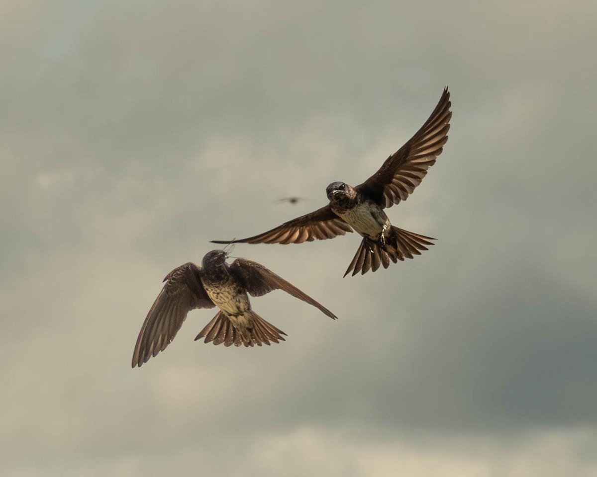 Purple Martin - ML638755575
