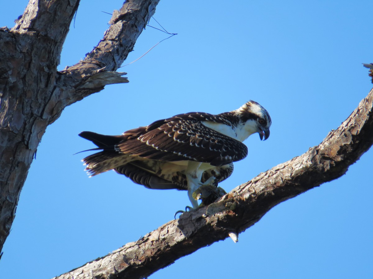 Osprey - ML638755596