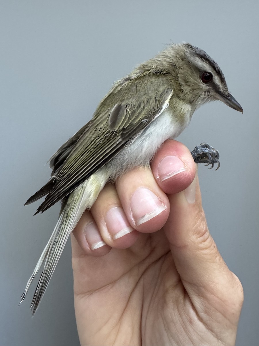 Red-eyed Vireo - ML638755608
