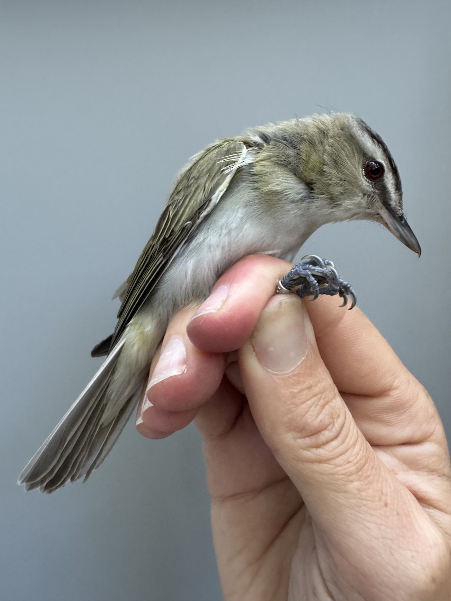 Red-eyed Vireo - ML638755609