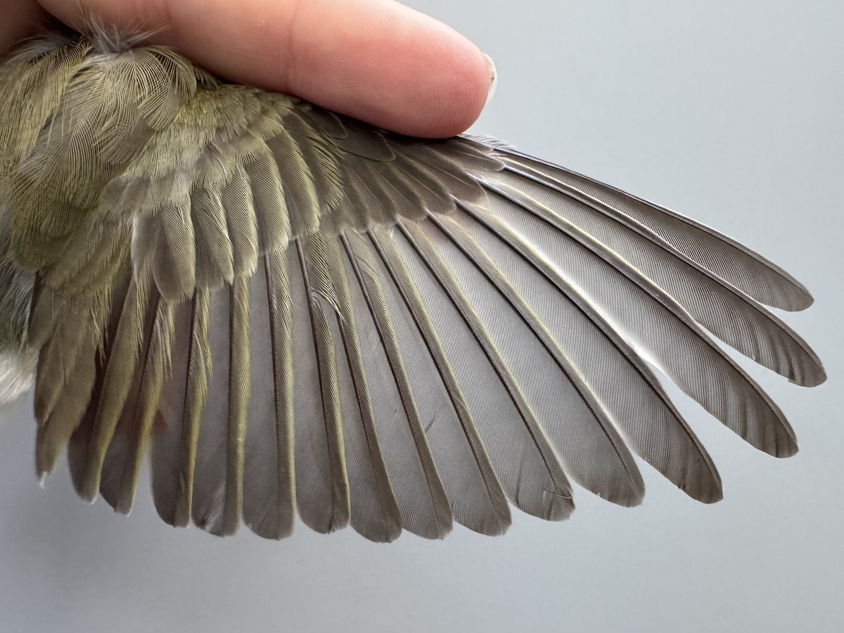Red-eyed Vireo - ML638755610