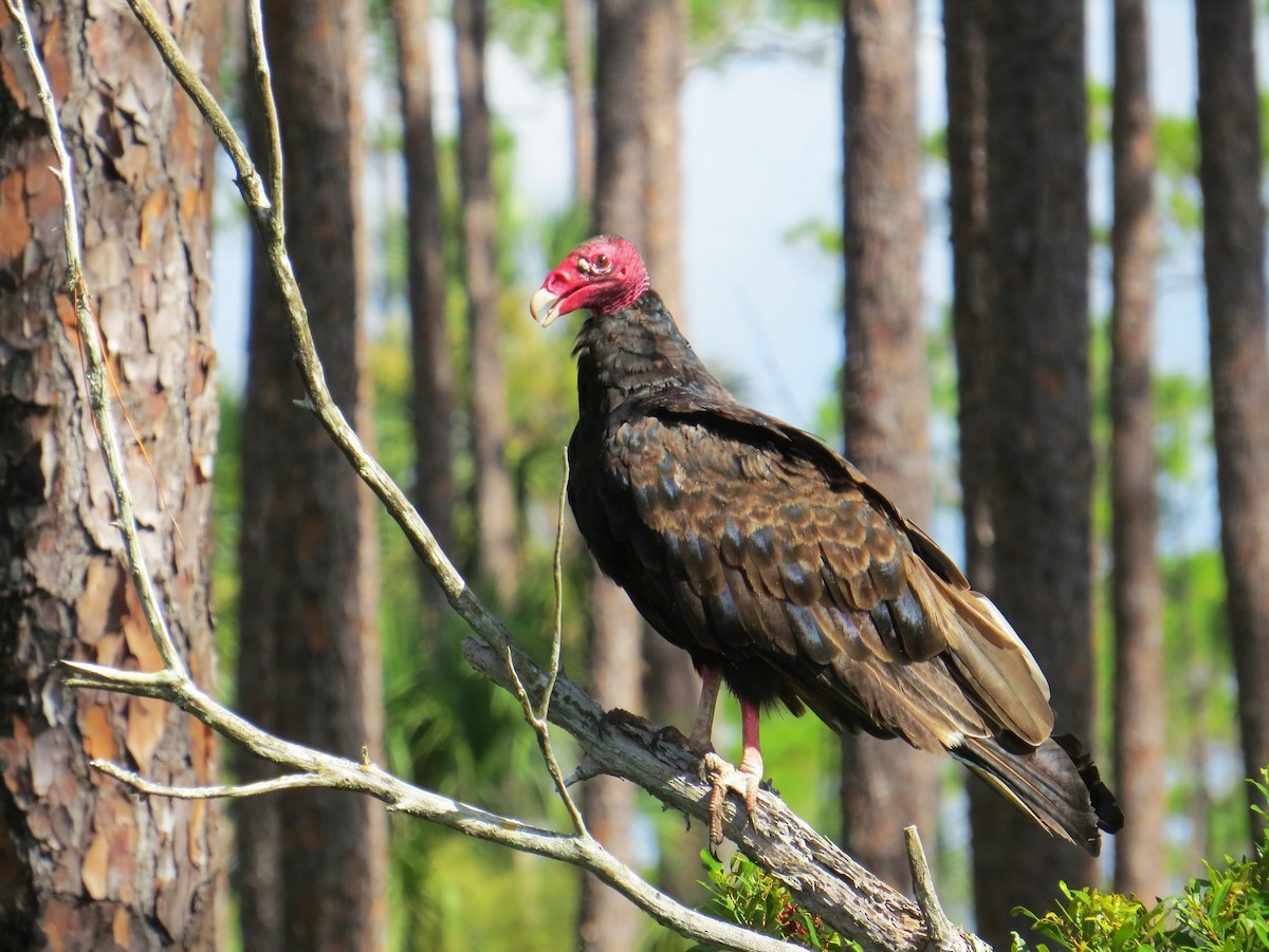 Turkey Vulture - ML638755613